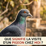 Le Chat Noir et Vous : Décryptage d’une Rencontre Chargée de Symboles